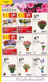 Chrysanthèmes Angebote im Prospekt "Beauty week" von Lidl auf Seite 4