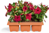 Dipladenia im Angebot bei Netto Marken-Discount in Warendorf Dipladenia Angebote bei Netto Marken-Discount Warendorf für 9,99 €