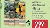 Mediterrane Pflanze Olive von Gardenline im aktuellen ALDI Nord Prospekt