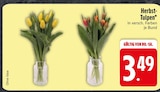 Herbst-Tulpen im Angebot bei EDEKA in Ravensburg Herbst-Tulpen Angebote bei EDEKA Ravensburg für 3,49 €
