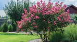 Laurier-rose ECLOZ - ECLOZ en promo chez Delbard Bourges à 19,99 €