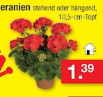 Geranien bei Zimmermann im Esens Prospekt für 1,39 €