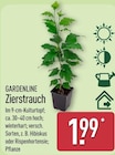 Aktuelle Hortensie Angebote bei ALDI Nord in Dresden Aktuelles Zierstrauch Angebot bei ALDI Nord in Dresden ab 1,99 €