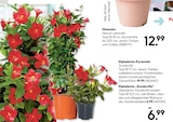 Dipladenia-Pyramide oder Dipladenia "Sundaville" im Hellweg Prospekt zum Preis von 6,99 €