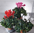 Cyclamen - U en promo chez U Express Brest à 5,99 €