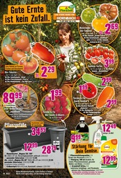 Erdbeeren im Hornbach Prospekt in Koblenz Aktueller Hornbach Prospekt mit Erdbeeren, "Dein Wille verlegt Deine Terrasse.", Seite 13