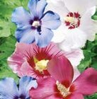 HIBISKUS-TRIO Angebote bei ROSENGUT Langerwisch Potsdam für 34,99 €