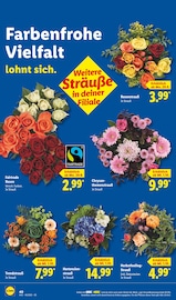Aktueller Lidl Prospekt mit Hortensie, "LIDL LOHNT SICH", Seite 60