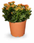 Kalanchoe im Angebot bei Netto Marken-Discount in Friedrichshafen Kalanchoe Angebote bei Netto Marken-Discount Friedrichshafen für 4,99 €