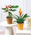 PLANTE FLEURIE LUXE - Super U à Toulon PLANTE FLEURIE LUXE en promo chez Super U Toulon à 8,99 €