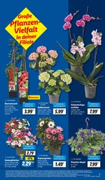 Lidl Hortensie im Prospekt 