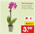 Mini Orchideen bei Netto Marken-Discount im Lehre Prospekt für 3,99 €