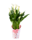 Calla in Potcover bei Lidl im Prospekt "" für 7,99 €