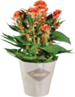 Célosie twisted en promo chez Lidl Béziers à 3,99 €