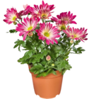 Zweifarbige Chrysantheme im Angebot bei Netto Marken-Discount in Wetzlar Zweifarbige Chrysantheme Angebote bei Netto Marken-Discount Wetzlar für 1,99 €