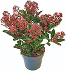 Skimmia japonica 'Rubella' für 6,99 € bei Netto mit dem Scottie im Angebot Skimmia japonica 'Rubella' im aktuellen Netto mit dem Scottie Prospekt