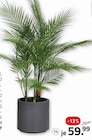 Chico Pflanze im ROLLER Prospekt Chico Pflanze von im aktuellen ROLLER Prospekt für 59,99 €