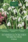 Pflanzen Kölle Teltow - Schneeglöckchen Woronowii Angebot im Prospekt Schneeglöckchen Woronowii bei Pflanzen Kölle im Teltow Prospekt für 3,99 €
