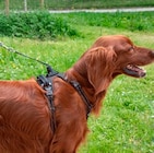 Kits clip & go expert pour chien - ZOLUX en promo chez Truffaut Kits clip & go expert pour chien - ZOLUX dans le catalogue Truffaut