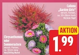 Calluna "Garden Girls" für 1,99 € bei EDEKA im Angebot Calluna "Garden Girls" im aktuellen EDEKA Prospekt