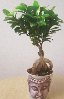 Ficus ginseng dans pot déco boudha - Géant Casino à Angers Ficus ginseng dans pot déco boudha en promo chez Géant Casino Angers à 8,99 €