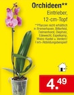 Orchideen Angebote bei Zimmermann Bremen für 4,49 €