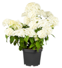 Annabell-Hortensie für 19,99 € bei Blume 2000 im Angebot Annabell-Hortensie im aktuellen Blume 2000 Prospekt