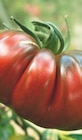 Promo Trio de tomates anciennes Bio à 3,49 € dans le catalogue Jardiland à Nézel