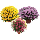 SUR TOUTES LES CHRYSANTHÈMES 19 CM OU 3 L en promo chez Carrefour Orléans