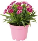 Prinzess-Nelke Dianthus 'Pink Kisses' im Hellweg Prospekt Prinzess-Nelke Dianthus 'Pink Kisses' im aktuellen Hellweg Prospekt fĂŒr 3,59 âŹ