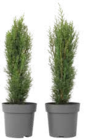 Toskanische Zypresse, Cupressus ‚Totem‘ für 19,50 € bei Netto Marken-Discount im Angebot Toskanische Zypresse, Cupressus ‚Totem‘ im aktuellen Netto Marken-Discount Prospekt