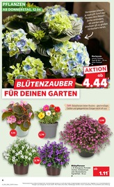 Pflanzen im Kaufland Prospekt in Koblenz Aktueller Kaufland Prospekt mit Pflanzen, "Aktuelle Angebote", Seite 4