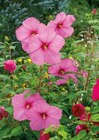 Garten-Eibisch Angebote bei Raiffeisenmarkt Münster für 11,99 €