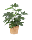 Monstera ou fatsia à 9,99 € dans le catalogue Lidl