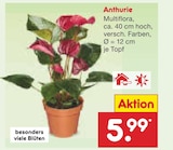 Anthurie im Netto Marken-Discount Prospekt Anthurie von im aktuellen Netto Marken-Discount Prospekt für 5,99 €