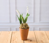 Muguet U 2 Griffes - U en promo chez Hyper U Saintes à 3,91 €