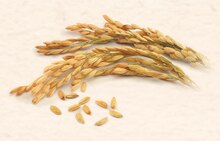 Farine de riz complet - NaturéO à Courbevoie Farine de riz complet en promo chez NaturéO Courbevoie à 2,35 €