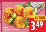 Dahlien für 3,49 € bei EDEKA im Angebot Dahlien im aktuellen EDEKA Prospekt