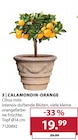 Dehner Garten-Center Hanau - Calamondin-Orange Angebot im Prospekt Calamondin-Orange bei Dehner Garten-Center im Hanau Prospekt für 19,99 €