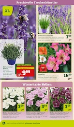 Lavendel Angebot & Preis im aktuellen Pflanzen Kölle Prospekt Lavendel Angebot im aktuellen Pflanzen Kölle Prospekt auf Seite 8