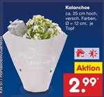 Kalanchoe im Angebot bei Netto Marken-Discount in Garbsen Kalanchoe Angebote bei Netto Marken-Discount Garbsen für 2,99 €