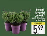 Schopf-lavendel „Anouk“ im EDEKA Prospekt Schopf-lavendel „Anouk“ im aktuellen EDEKA Prospekt für 5,99 €