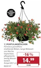 Portulakröschen bei Dehner Garten-Center im Peißenberg Prospekt für 14,99 €