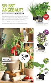 Aktueller ROSENGUT Langerwisch Prospekt mit Paprika, "START IN DEN SOMMER!", Seite 7