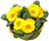 Primeln Angebote bei REWE Wetzlar für 3,99 €