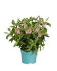 Plante verte en pot vintage en promo chez Lidl Noisy-le-Grand à 3,99 €