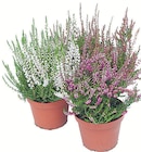 Heide 9cm Topf im Angebot bei Wreesmann in Stendal Heide 9cm Topf Angebote bei Wreesmann Stendal für 0,99 €