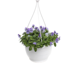 Viola cornuta „Endurio“ bei OBI im Warburg Prospekt für 7,99 €