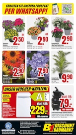 Hortensie im B1 Discount Baumarkt Prospekt in Essen Aktueller B1 Discount Baumarkt Prospekt mit Hortensie, "BESTPREISE DER WOCHE!", Seite 8