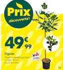 Figuier en promo chez Truffaut Figuier dans le catalogue Truffaut